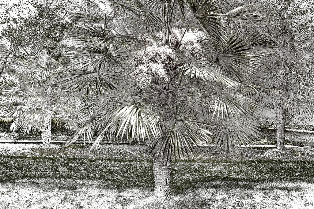 Palmen in der Flora Köln