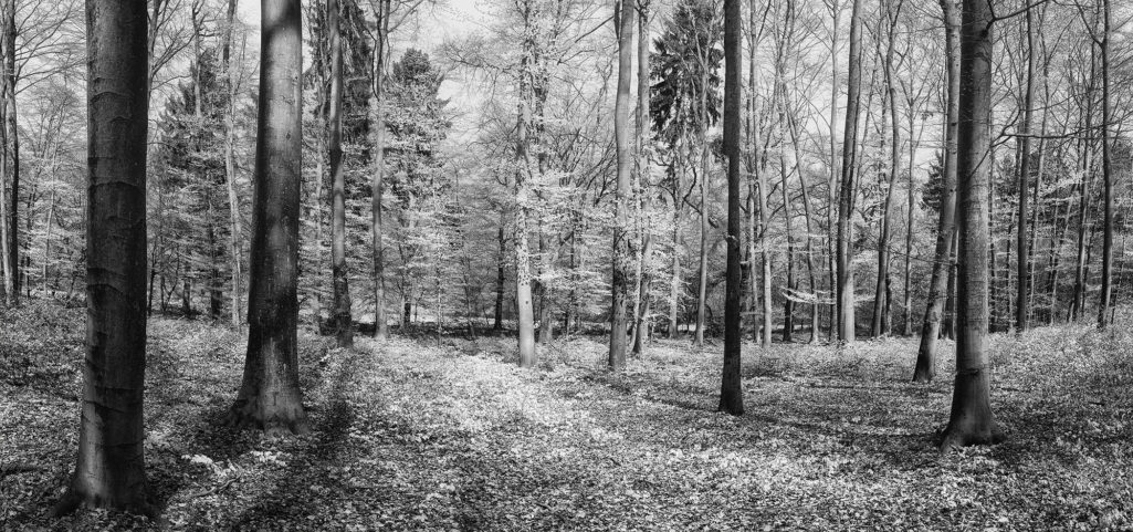 Wald Panorama im Frühling - Fineart Photography