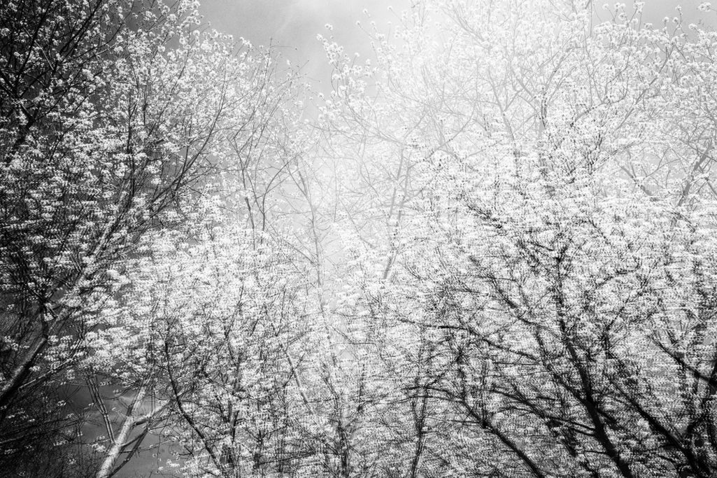 Kirschblütenhoch