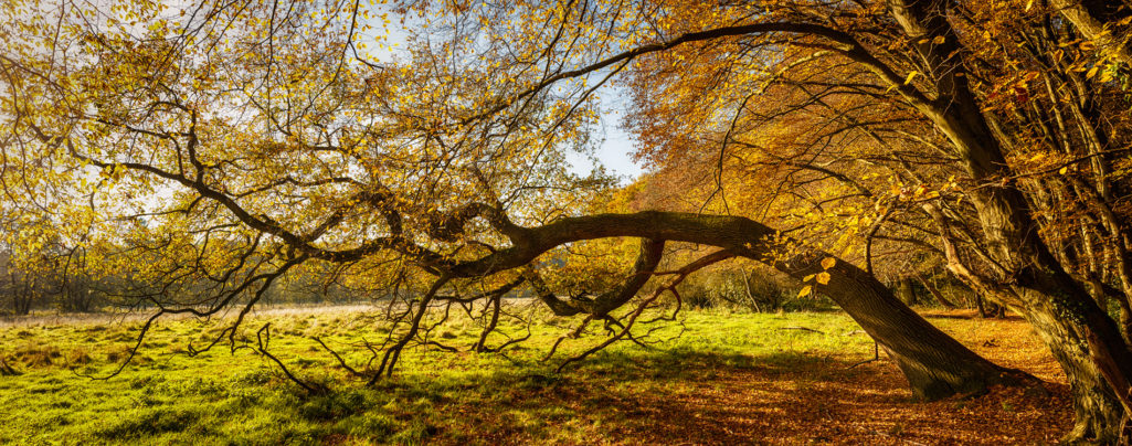 Liegender Baum im Herbst - Natur Fotografie