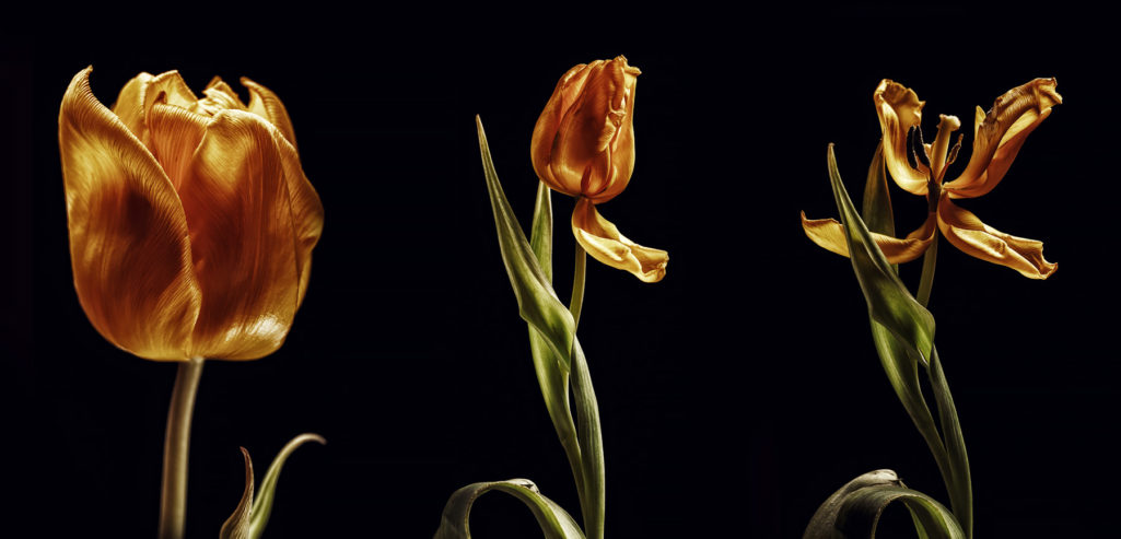 Gelbe Tulpen - Fotoserie