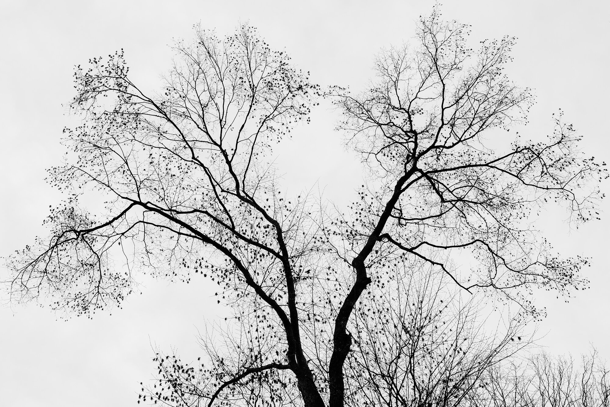Baum ABENDWOLKEN_054.jpg