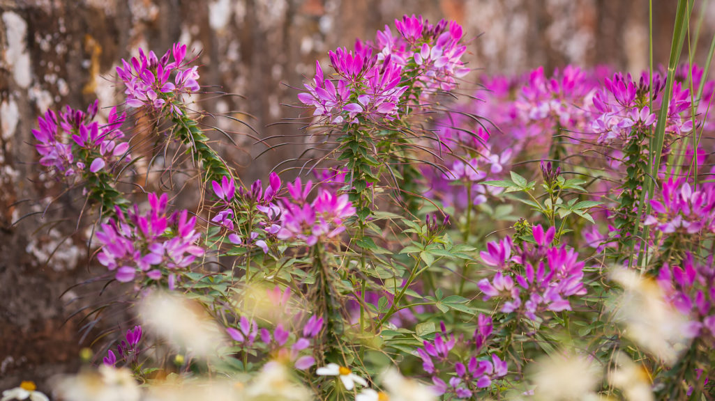 Blumen Poster ALBI174.jpg