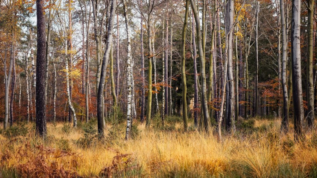 Hoher Venn Wald im Herbst