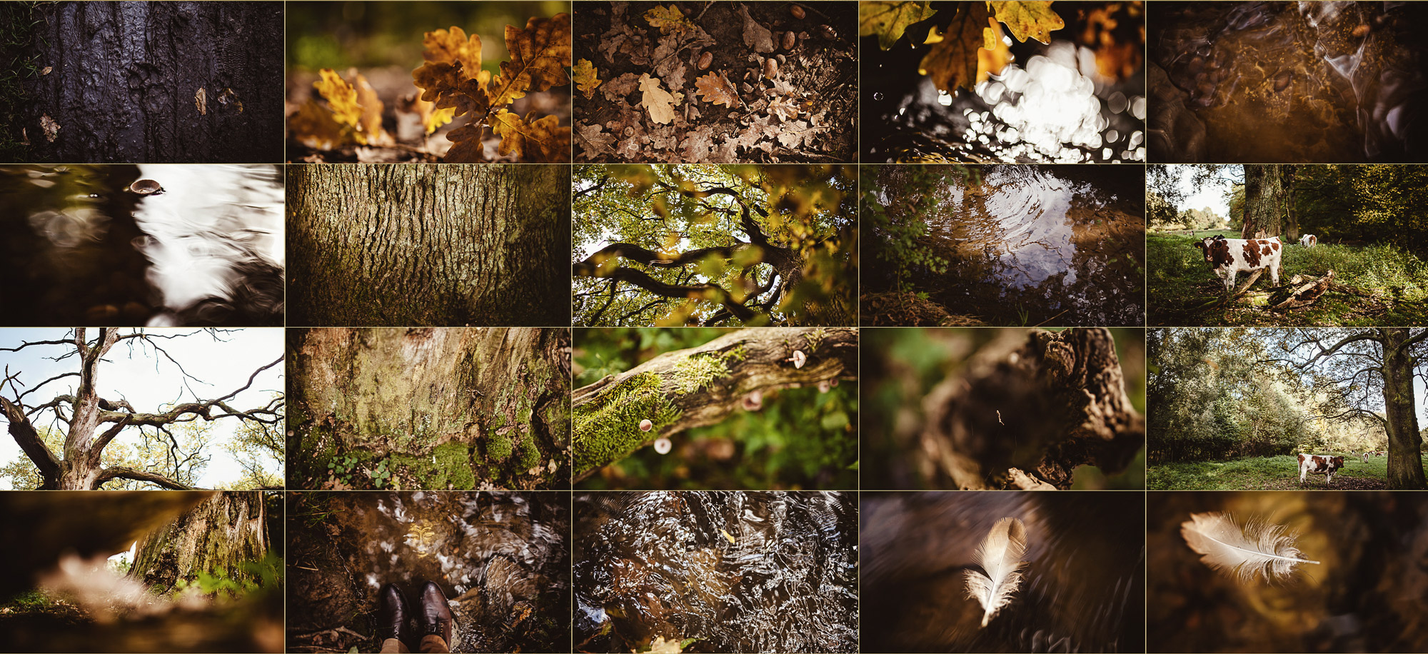 Herbst Impressionen Stock Fotografie Serie