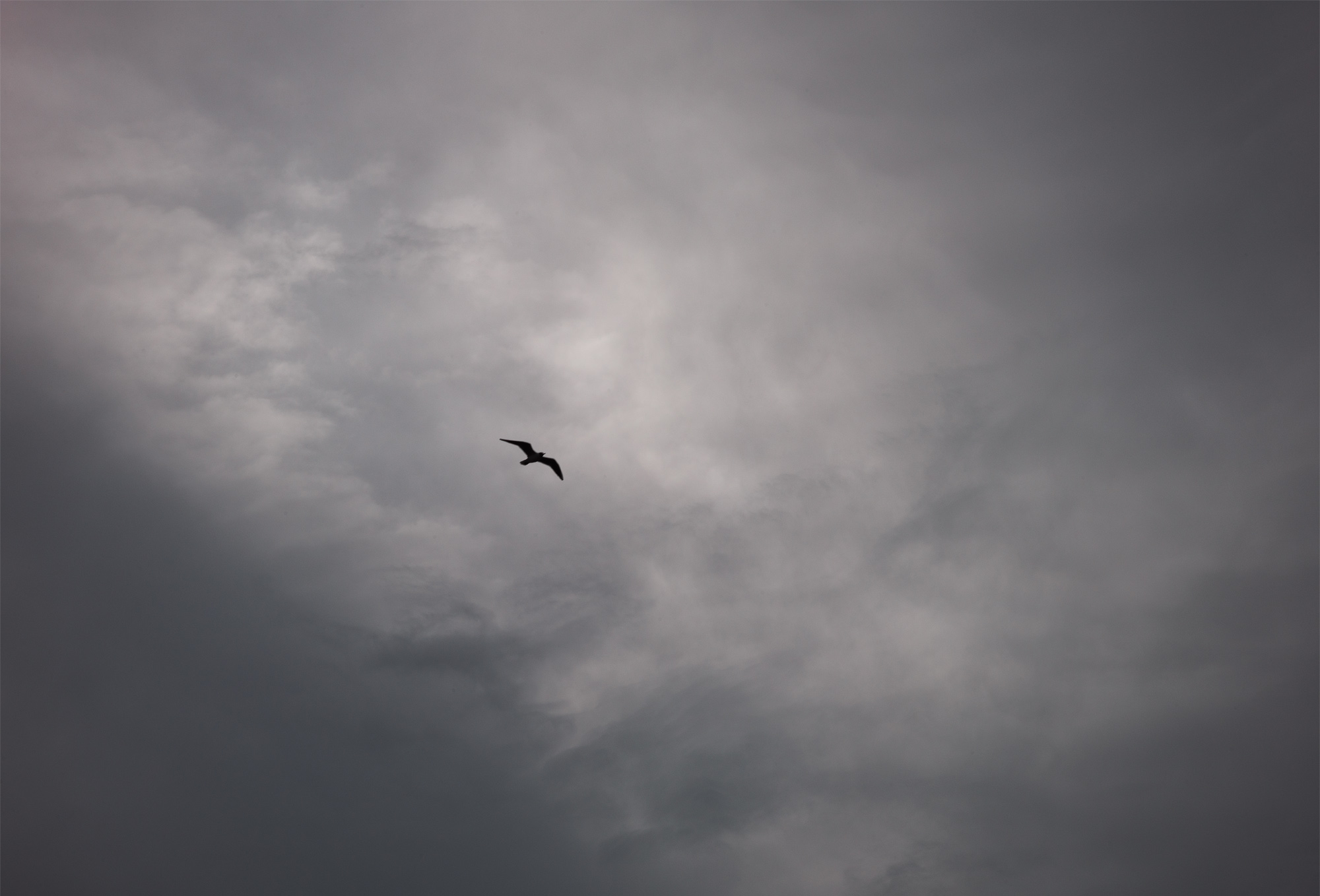 Möwenflug unter den Wolken