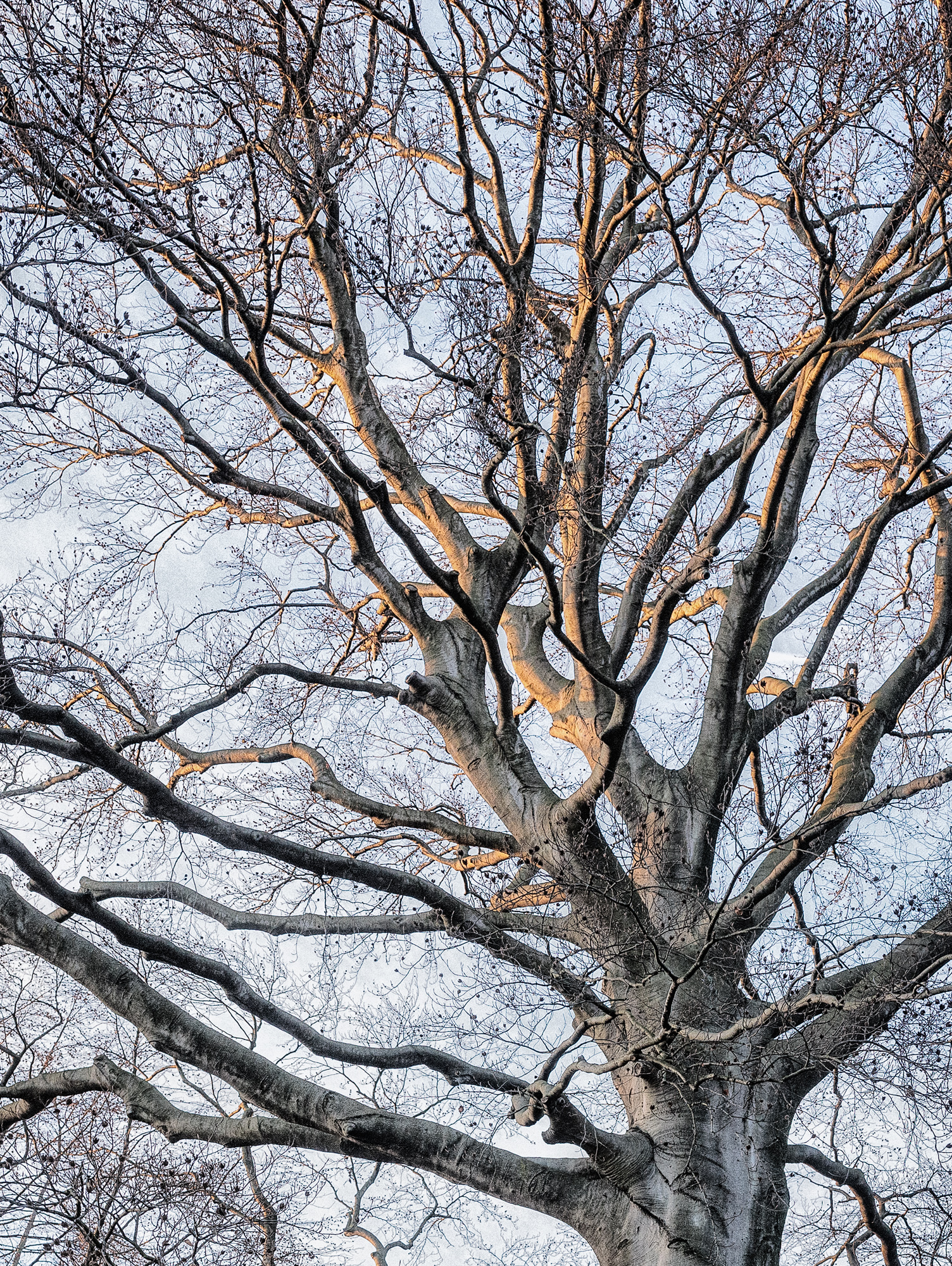 Buche - Fineart Foto - Baum natur fotografie