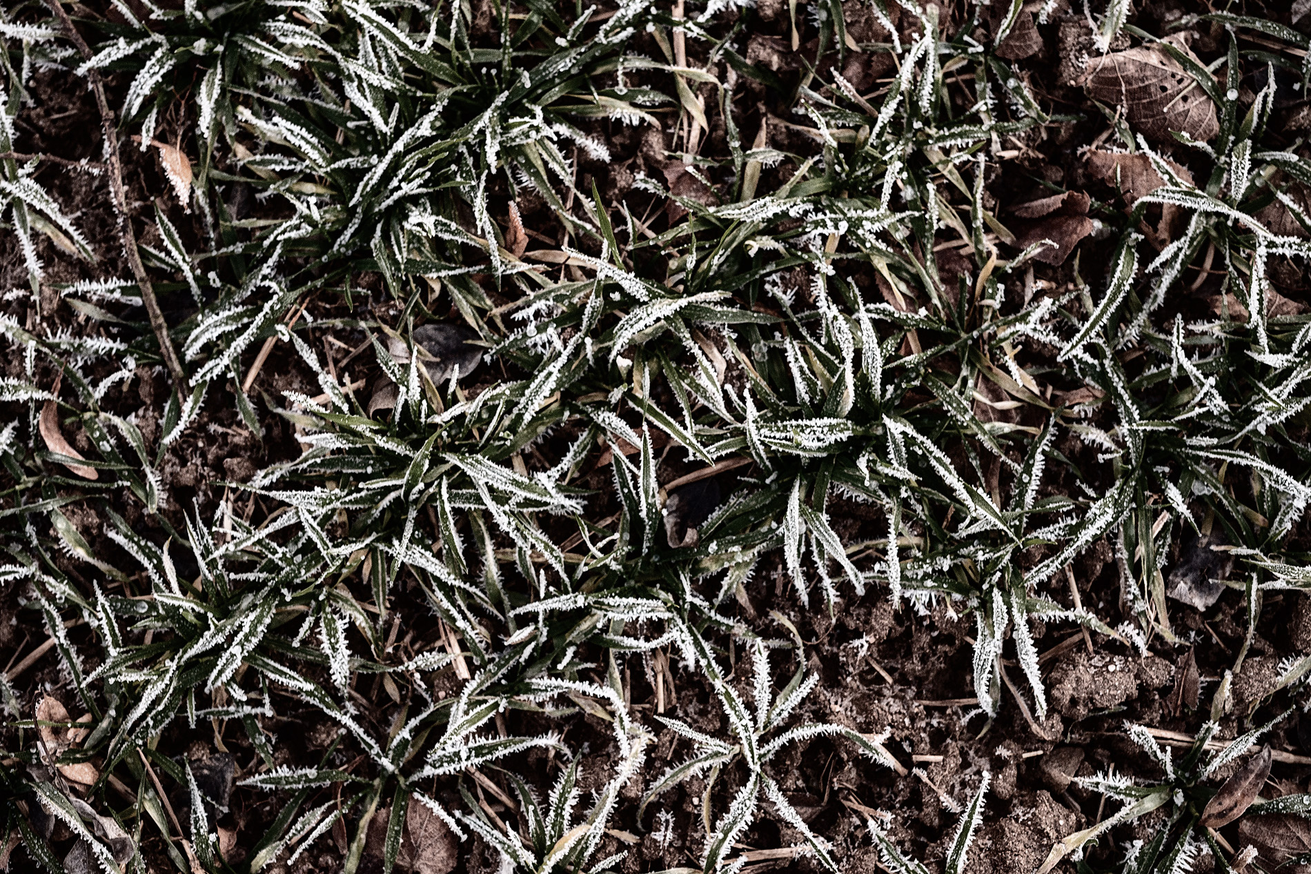 Frosen - gefrorenes Gras - Natur Fotografie Galerie