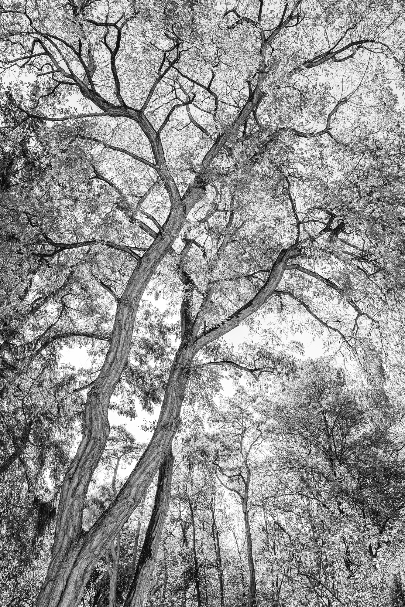 Baum in Schwarzweiss