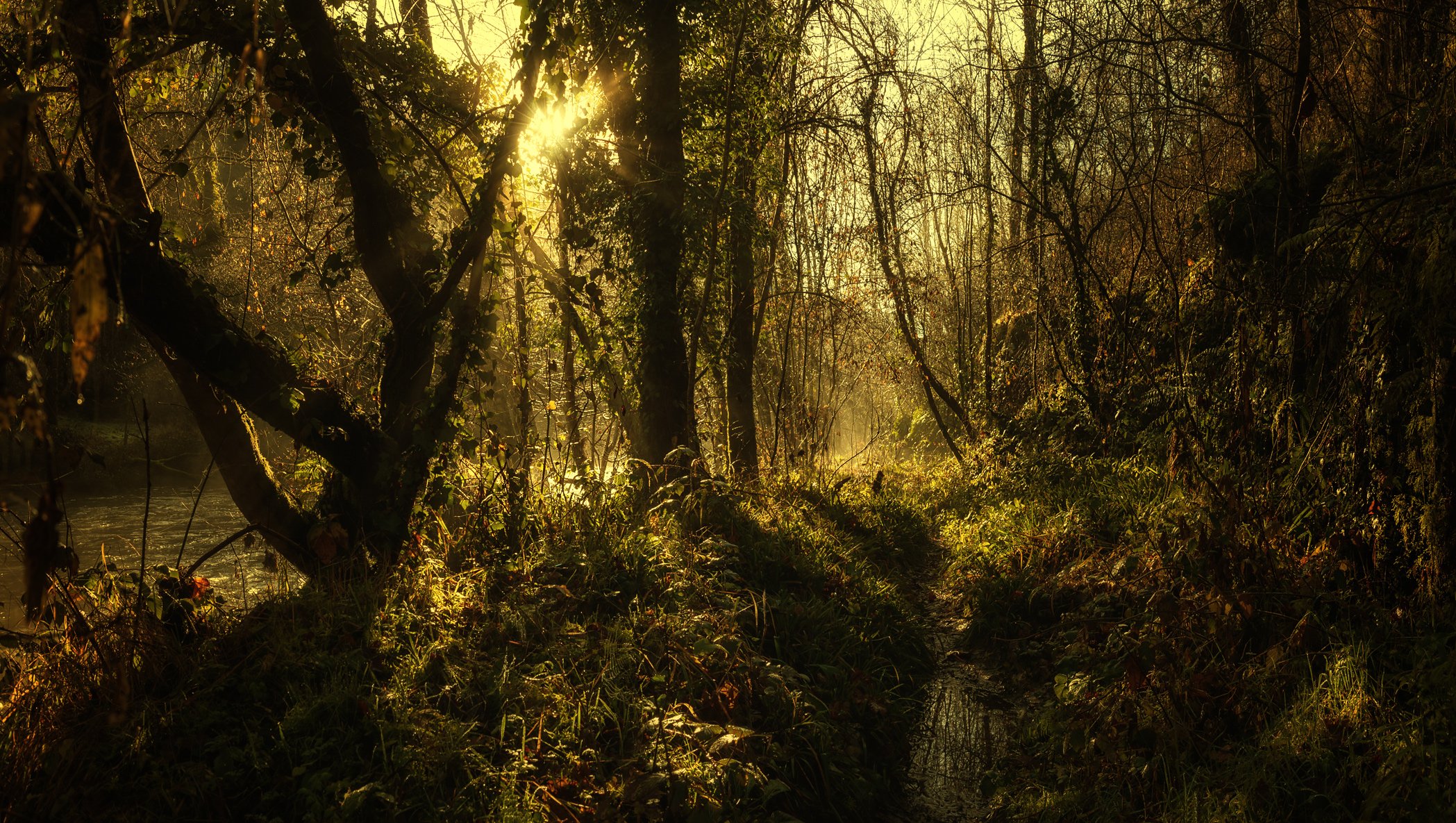 Wild green Panorama