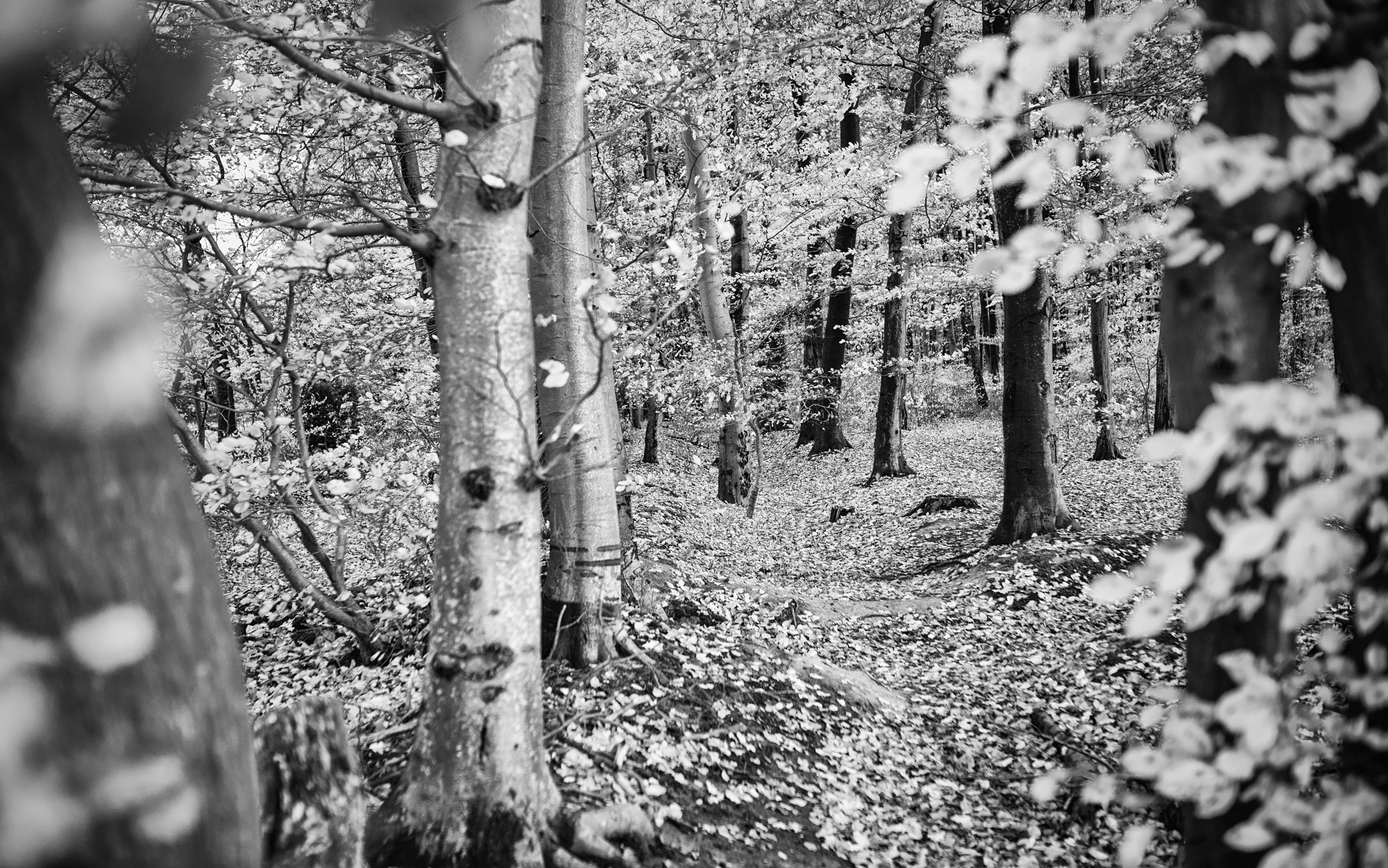 Herbstlicher Wald in Schwarzweiß HERBSTSTIER_296sw.jpg