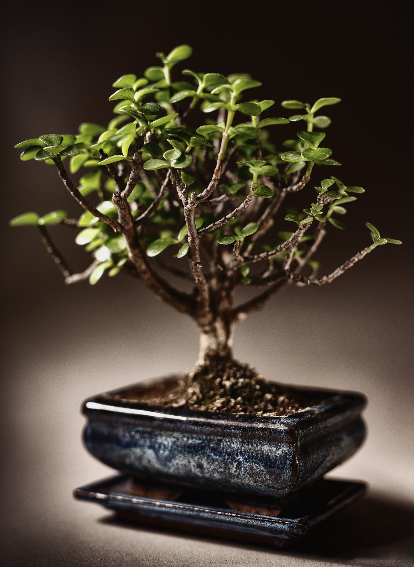 Bonsai Baum - Foto