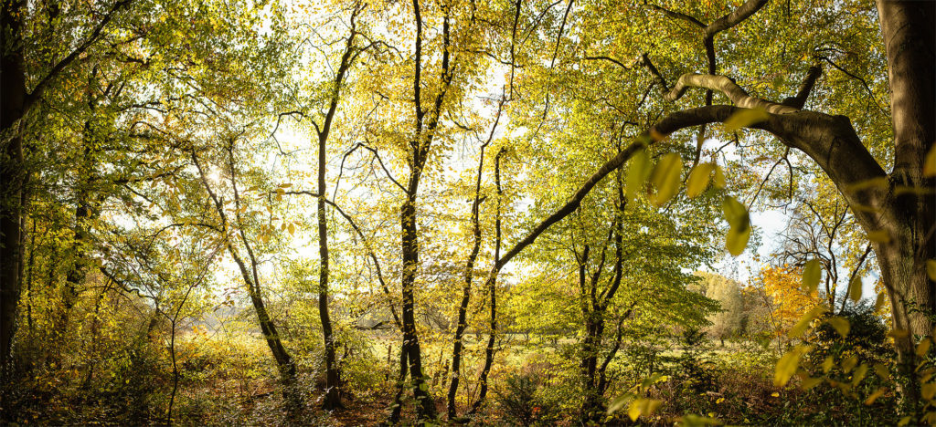 herbst Panorama w 1